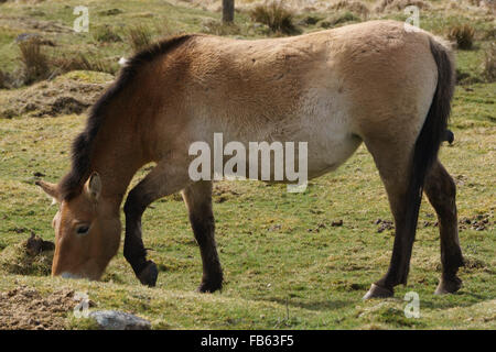 Highland Wildlife Park, Kingussie, Schottland. Przewalksky des Pferdes. Stockfoto