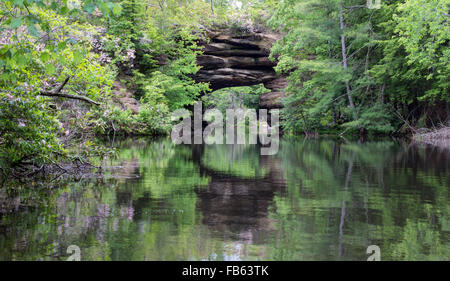 Sandstein Bogen über einem See, umgeben von Mountain Laurel. Pickett Staatspark in Tennessee. Stockfoto