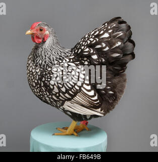 Porträt einer Silber-geschnürt Wyandotte bantam Henne nordöstlichen Geflügel Kongress 2014. Stockfoto