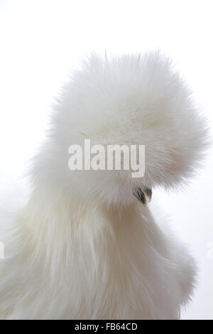 Porträt einer weißen bärtigen Silkie Henne am nordöstlichen Geflügel Kongress 2013. Stockfoto