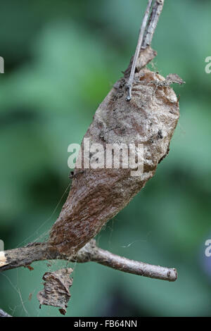 Eine Cecropia Motte, Hyalophora Cecropia-Kokon Stockfoto