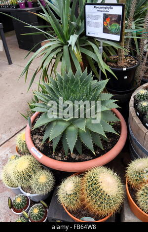 Aloe Polyphylla oder auch bekannt als die Spirale Aloe zusammen mit Barrel Cactus zum Verkauf Stockfoto