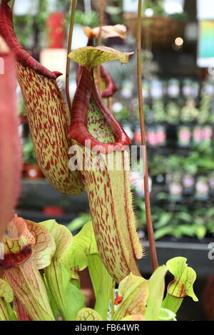 Nahaufnahme Schuss Kannenpflanze oder bekannt als Nepenthes Stockfoto