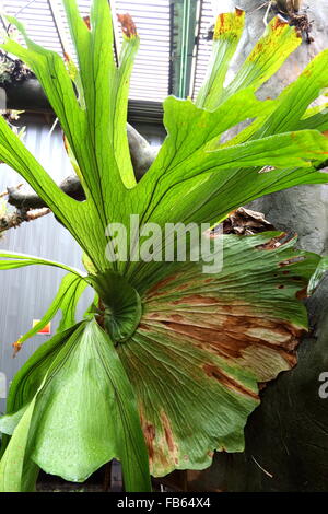 Platycerium Superbum oder auch bekannt als Hirschhorn Farn Stockfoto