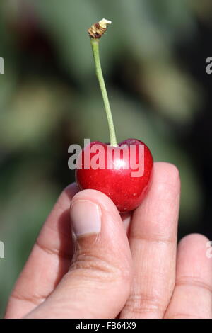 Nahaufnahme von Hand, die Kirsche Lapins Obst Stockfoto