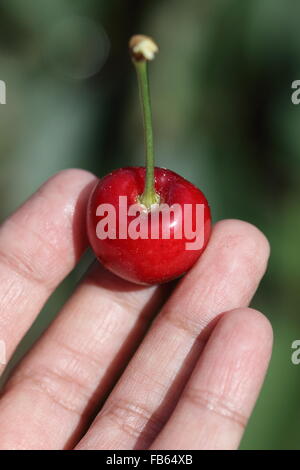 Nahaufnahme von Hand mit Prunus Avium oder bekannt als Lapin Kirsche Frucht in der hand Stockfoto