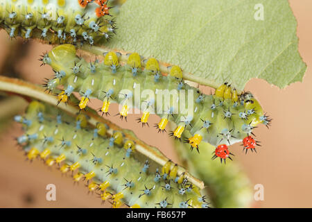 Vierte Instar Raupen der Motte Cecropia, Cecropia Hyalophora Stockfoto
