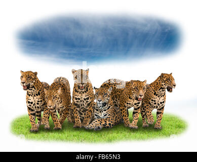 Gruppe von Jaguar mit grünem Rasen und blauer Himmel Stockfoto