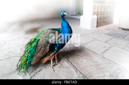 Schöne Pfau stehend in den Eingangsbereich der Terrasse in Havanna, Kuba. Stockfoto