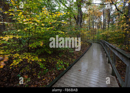 Nassen Promenade am Sand Höhle Trail im Spätherbst, Mammoth Cave National Park, Kentucky, Vereinigte Staaten von Amerika Stockfoto