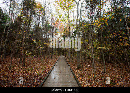 Nassen Promenade am Sand Höhle Trail im Spätherbst, Mammoth Cave National Park, Kentucky, Vereinigte Staaten von Amerika Stockfoto