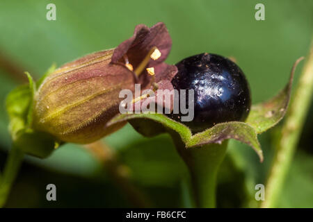 Atropa Belladonna, Tollkirsche, giftige gereiften Früchten, Sommer, gefährliche Pflanzen Stockfoto