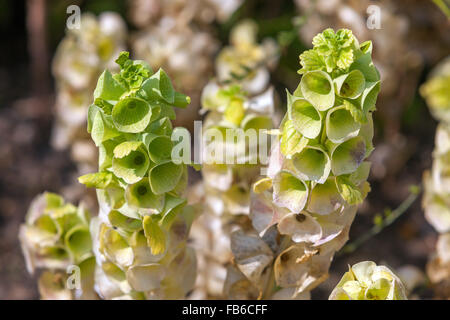 Moluccella Laevis oder Glocken von Irland, Shellflower, Shell Blume Stockfoto