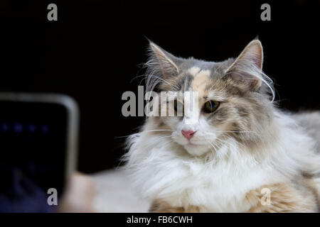 Katze-norwegische Waldkatze - posieren für Bilder Stockfoto