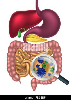 Lupe mit Bakterien oder Viren Zellen im menschlichen Verdauungssystem, Magen-Darm-Trakt oder im Verdauungskanal. Vielleicht gehen Stockfoto