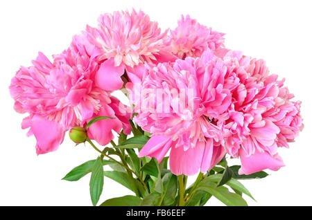 Pfingstrose Blumen isoliert auf weißem Hintergrund Stockfoto