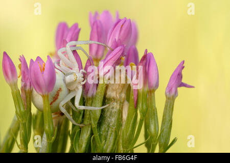 Krabbenspinne / Veraenderliche Krabbenspinne (Misumena Vatia) sitzt zwischen blühenden Blumen warten auf Beute. Stockfoto