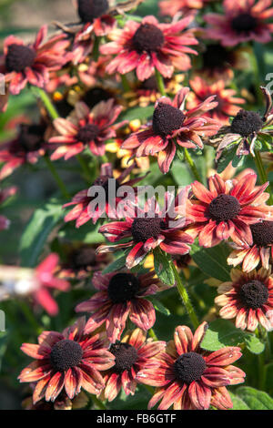 Rudbeckia hirta 'Cherry Brandy' rot blühenden Stockfoto