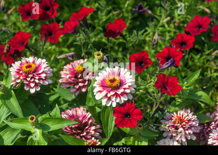 Zinnia elegans ist wizzle cherry Elfenbein", rot Petunia Stockfoto