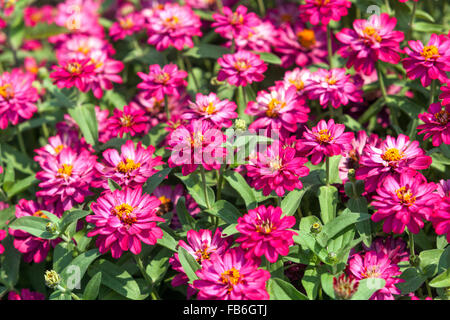 Violet Zinnia elegans, jährliche Blumenbeet Gartenpflanze Stockfoto