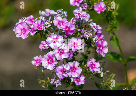 Phlox Paniculata ´Margri´ blühen Stockfoto