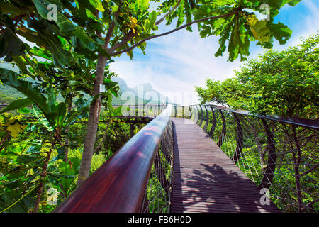 Der "Boomslang" Baumwipfel Gehweg in The Kirstenbosch Botanical Gardens, Cape Town Stockfoto