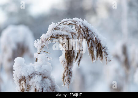 Closeup auf Reed schneebedeckt, geringe Schärfentiefe Stockfoto