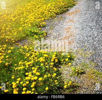 Auto auf Landstraße Stockfoto