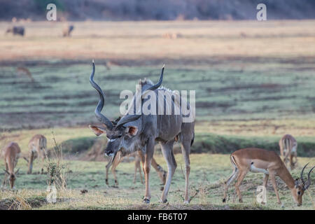 Eine Erwachsene männliche große Kudu (Tragelaphus Strepsiceros) senkt sich eine Schlucht über ein ausgetrocknetes Flussbett. South Luangwa-Nationalpark, Sambia. Stockfoto