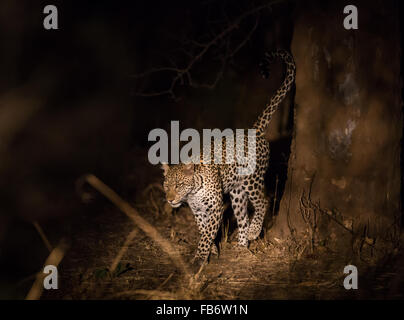 Ein einsame Leopard (Panthera Pardus) Duft markiert einen Baum in der Nacht. South Luangwa-Nationalpark, Sambia, Afrika. Stockfoto