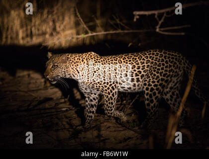 Ein einsamer Leopard (Panthera Pardus) auf der Jagd in der Nacht. South Luangwa-Nationalpark, Sambia, Afrika. Stockfoto