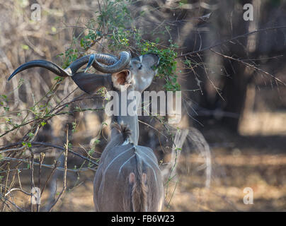 Eine Ansicht von hinten von einem erwachsenen Mann mehr Kudu (Tragelaphus strepsiceros) Feeds auf einen Busch. South Luangwa National Park, Sambia, Afrika. Stockfoto