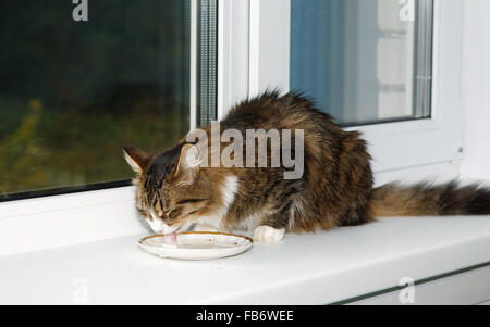 Katze leckt Milch aus einer Untertasse, auf einem Fensterbrett sitzen Stockfoto