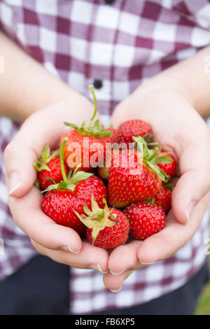 Ein Gärtner hält sich eine Handvoll reife Erdbeeren, die frisch gepflückt worden. Stockfoto