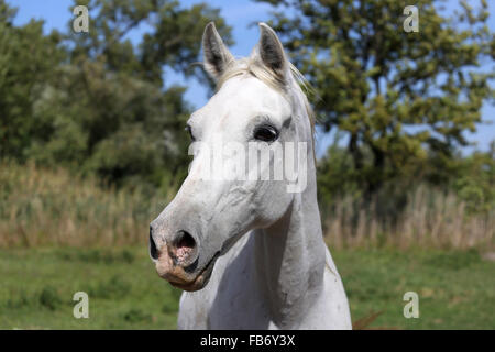 Schöne graue farbigen arabische Stute schaut sich um in Sommer Koppel vor natürlichen Hintergrund Stockfoto