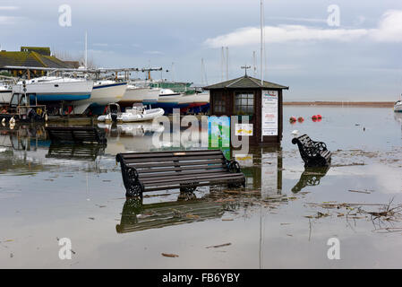 Christchurch, Dorset, UK. 11. Januar 2016. Christchurch-Segel-Club und The Quay von Hochwasser betroffen. Schilf und Bäumen fegte angeschwollenen Fluss Stour erstellen Gefahren, wenn Wasser auf Montag, 11. Januar 2016 zurückgeht. Schwäne Essen den Rasen durch das Hochwasser. Bildnachweis: Roger Allen Fotografie/Alamy Live-Nachrichten Stockfoto