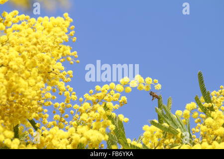 Biene oder Honigbiene sammeln Pollen auf eine Mimosa Baum auch bekannt als die Sinnpflanze oder blaue Flechtwerk von Ruth Schwan Stockfoto