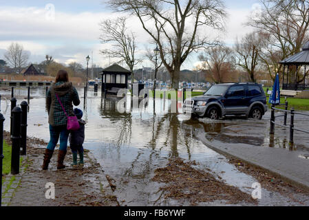 Christchurch, Dorset, UK. 11. Januar 2016. Kai und alte Mühle Café von Hochwasser betroffen. Schilf und Bäumen fegte angeschwollenen Fluss Stour erstellen Gefahren, wenn Wasser auf Montag, 11. Januar 2016 zurückgeht. Schwäne Essen den Rasen durch das Hochwasser. Bildnachweis: Roger Allen Fotografie/Alamy Live-Nachrichten Stockfoto