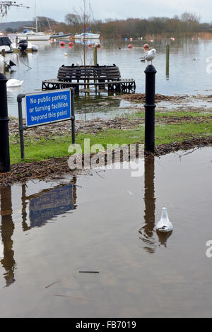 Christchurch, Dorset, UK. 11. Januar 2016. Kai und alte Mühle Café von Hochwasser betroffen. Schilf und Bäumen fegte angeschwollenen Fluss Stour erstellen Gefahren, wenn Wasser auf Montag, 11. Januar 2016 zurückgeht. Schwäne Essen den Rasen durch das Hochwasser. Bildnachweis: Roger Allen Fotografie/Alamy Live-Nachrichten Stockfoto