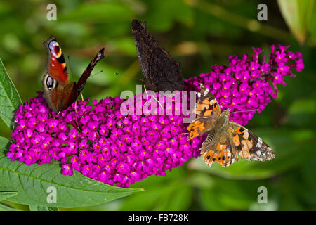 Europäische Pfauen (Aglais Io) und Komma (Polygonia c-Album) auf Sommer Flieder (Buddleja Davidii) Stockfoto