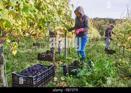 Weinleser in einem Weinberg Stockfoto