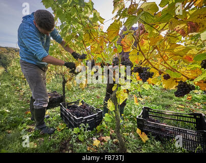 Winzer, die Ernte der roter Trauben im Weinberg Stockfoto