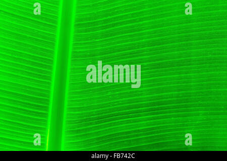 Nahaufnahme von Malaysia Blatt Stockfoto