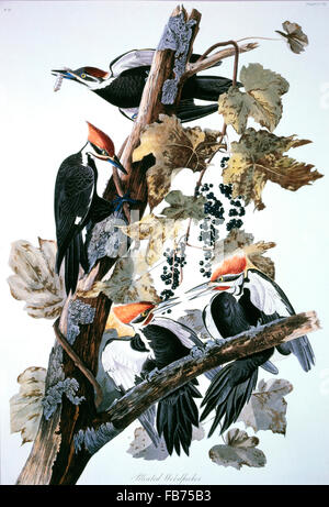 Helmspecht, handkolorierten Radierung aus dem Buch "The Birds of America" von Audubon, ca. 1830 Stockfoto