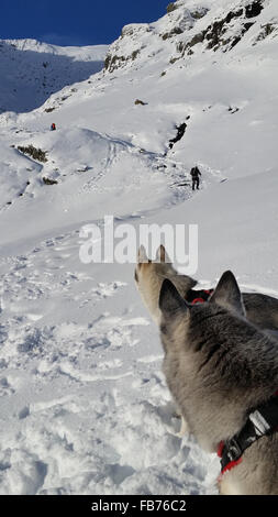 Mt Snowdon, North Wales, UK. 11. Januar 2016. UK-Wetter: Huskies Wanderer beobachten, wie sie den Berg in den letzten Schnee angehen fallen Credit: Deadgooddesigns/Alamy Live-Nachrichten Stockfoto