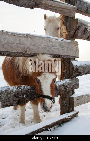 Porträt von Pony und Pferd im Winter paddock Stockfoto