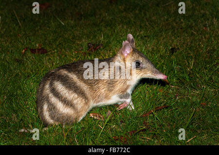 Bedroht Eastern barred Bandicoot Nahrungssuche in der Nacht. Stockfoto