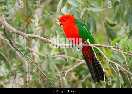 Männlicher australischer Königspapagei, der in einem Gummibaum sitzt. Stockfoto