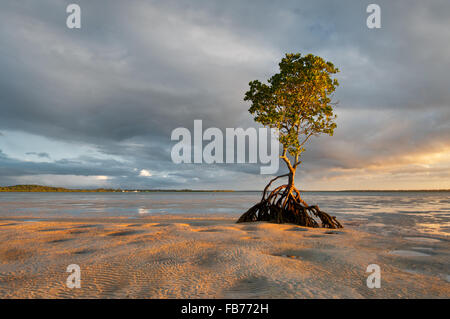 Abendlicht auf einem Mangroven-Baum im Pelican Bay. Stockfoto