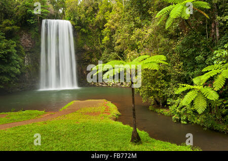 Farn-Bäume im Millaa Millaa Falls. Stockfoto